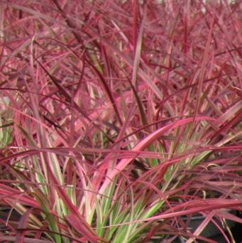 Pennisetum setaceum 'Fireworks' - Rozplenica szczecinkowata 