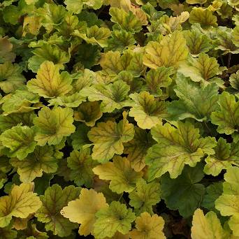 Heuchera  x hybrida 'Electra' - Żurawka ogrodowa