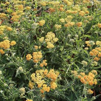 Achillea millefolium 'Milly Rock Yellow Terracotta ' - Krwawnik pospolity