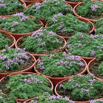 Thymus praecox 'Elfin' - Macierzanka piaskowa