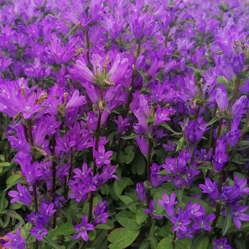 Campanula glomerata 'Acaulis' - Dzwonek skupiony