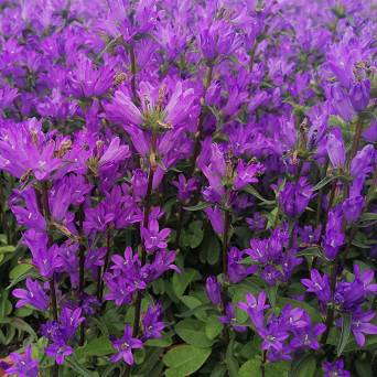 Campanula glomerata 'Acaulis' - Dzwonek skupiony