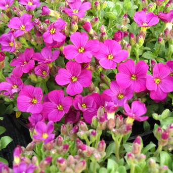 Aubrieta hybrida 'Glacier Red' - Żagwin ogrodowy