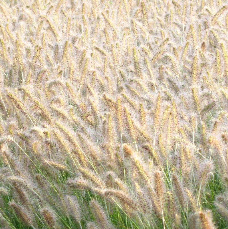 Pennisetum alopecuroides 'Hameln' - Rozplenica japońska