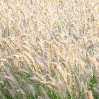 Pennisetum alopecuroides 'Hameln' - Rozplenica japońska