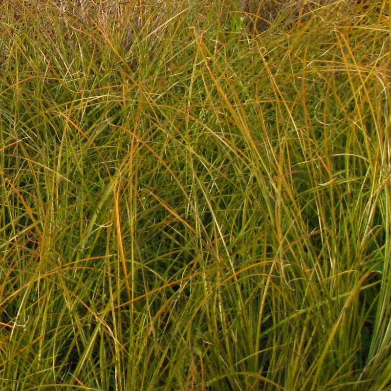 Carex testacea 'Prairie Fire' - Turzyca ceglasta