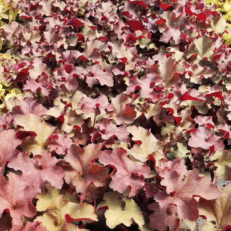 Heuchera  x hybrida 'Rex Dark Amber' -  Żurawka ogrodowa