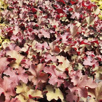 Heuchera  x hybrida 'Rex Dark Amber' -  Żurawka ogrodowa