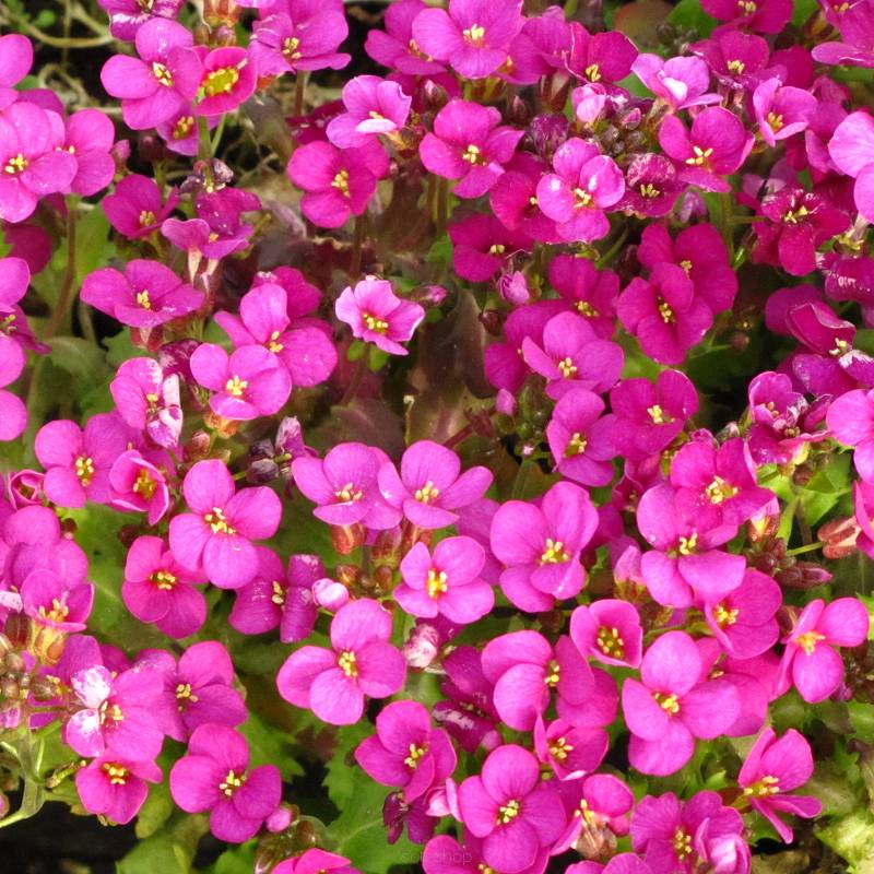 Arabis caucasica 'Aubris Deep Rose' - Gęsiówka kaukaska