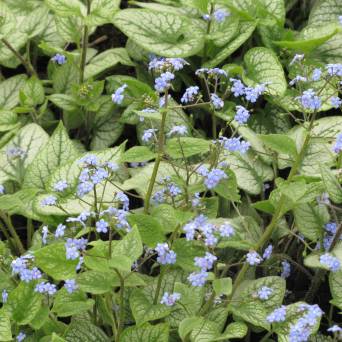 Brunnera macrophylla 'Alexander's Great' - Brunera wielkolistna