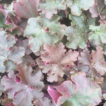 Heuchera  x hybrida 'Rex Red' - Żurawka ogrodowa