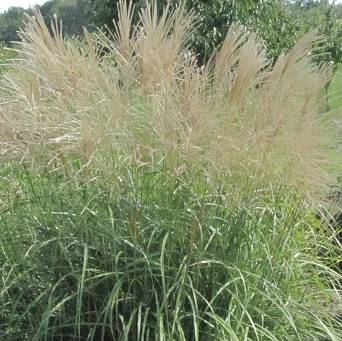 Miscanthus sinensis 'Silberfeder' - Miskant chiński