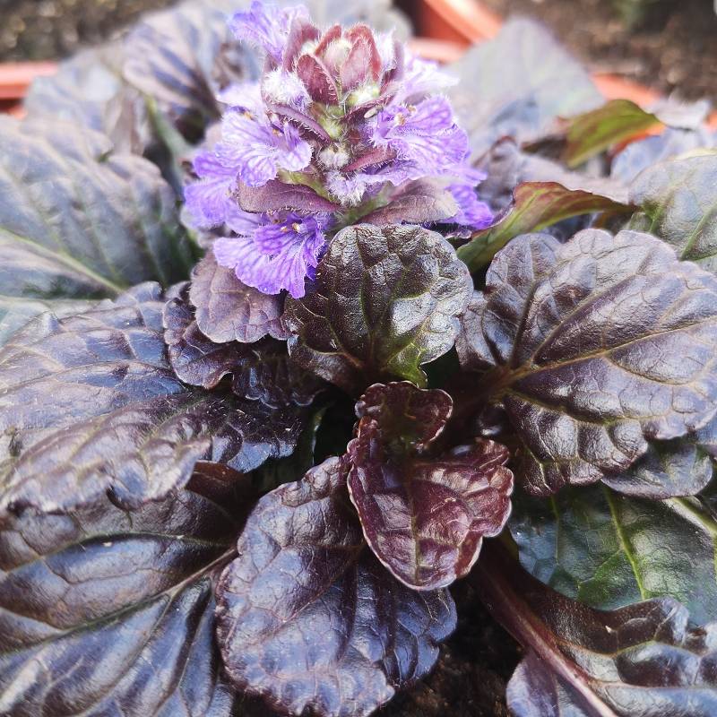 Ajuga reptans ' Black Scallop' Dąbrówka rozłogowa