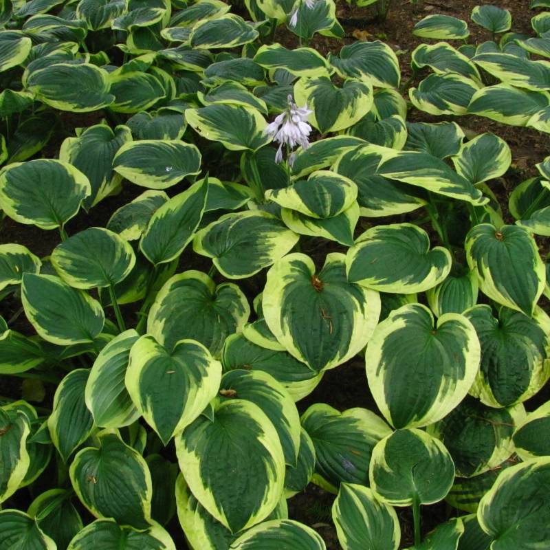 Hosta x hybrida 'Wide Brim' - Funkia