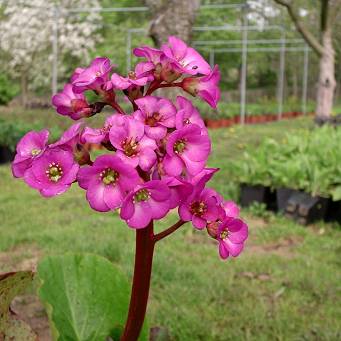 Bergenia purpurascens - Bergenia purpurowa