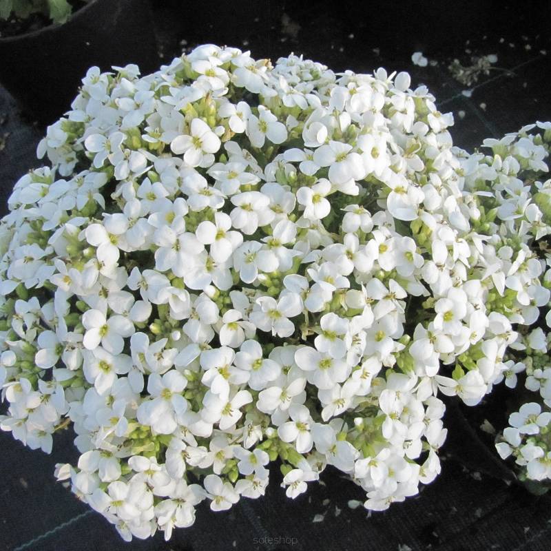 Arabis_caucasica_Little_Treasure_White
