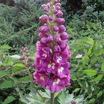 Delphinium cultorum 'Excalibur lilac rose white bee' - Ostróżka ogrodowa