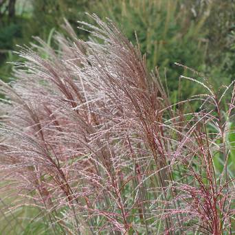 Miscanthus sinensis 'Rotsilber' - Miskant chiński