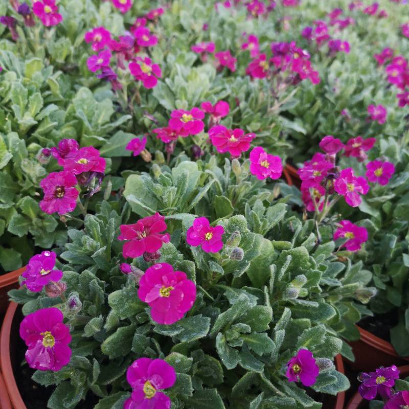 Aubrieta hybrida 'Axcent Burgundy' - Żagwin ogrodowy