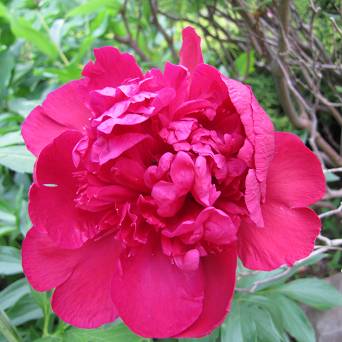 Paeonia lactiflora 'Kansas' - Piwonia chińska