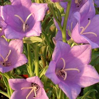 Campanula persicifolia 'Takion Blue' - Dzwonek brzoskwiniolistny