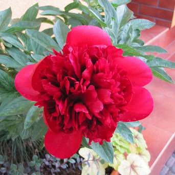 Paeonia lactiflora 'Red Magic' - Piwonia chińska