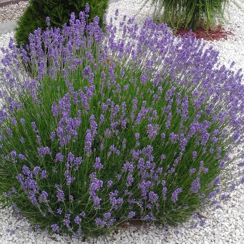 Lavandula angustifolia 'Munstead' - Lawenda wąskolistna C3L