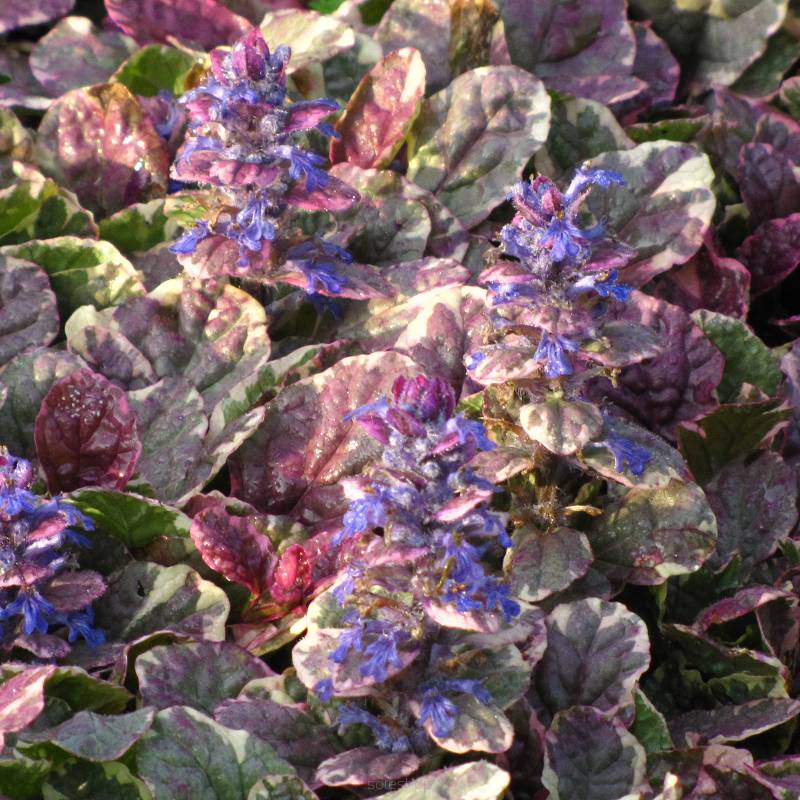 Ajuga reptans 'Burgundy Glow' - Dąbrówka rozłogowa