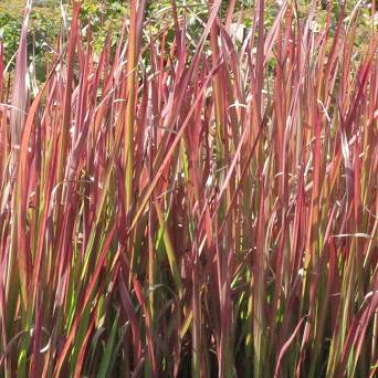 Impereta cilindrica 'Red Baron' - Imperata