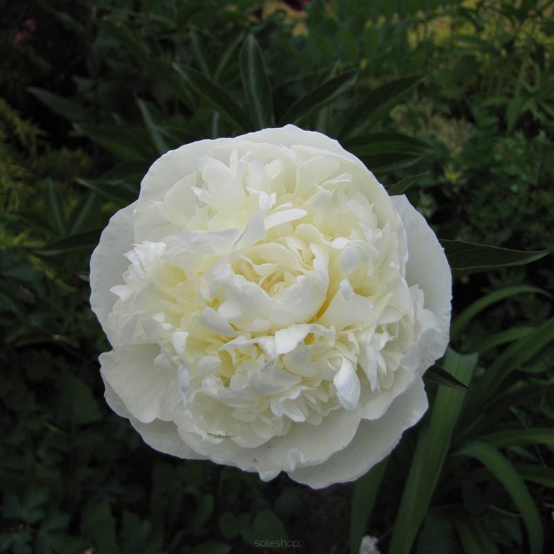 Paeonia lactiflora 'Festiva Maxima' - Piwonia chińska