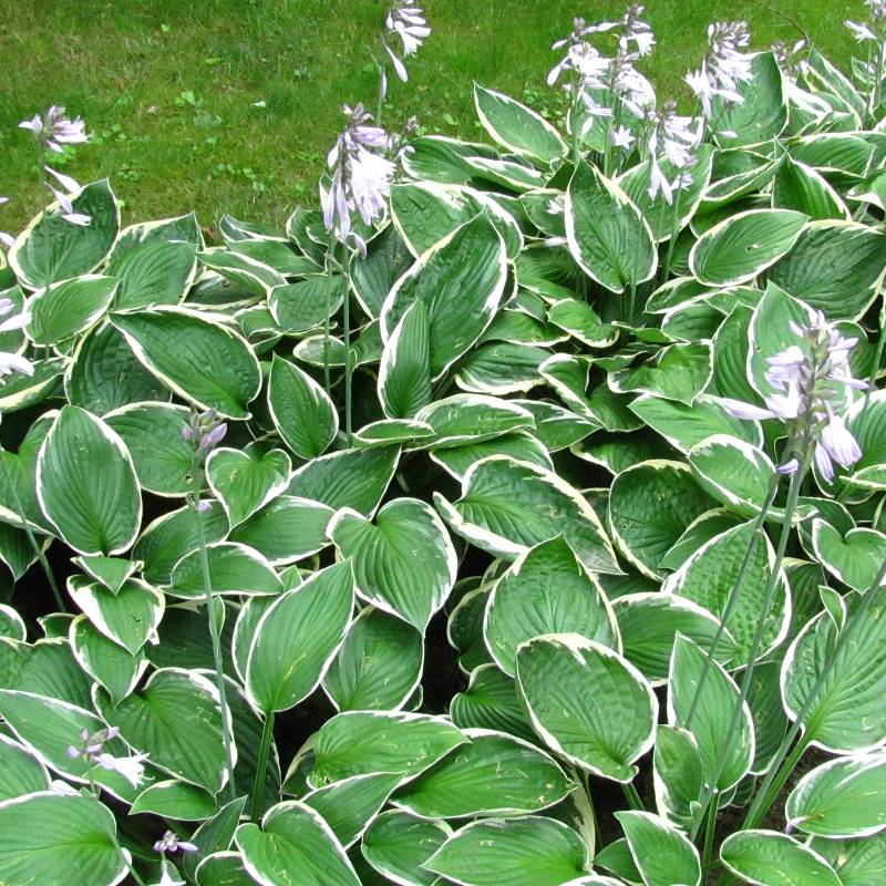 Hosta 'Francee' - Funkia