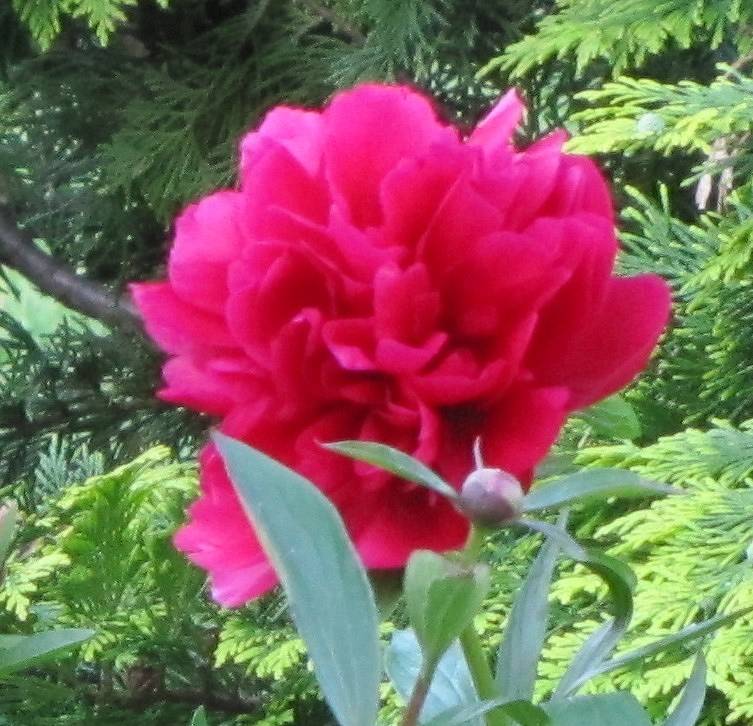 Paeonia lactiflora 'Mons. M. Cahuzac' - Piwonia chińska