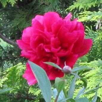 Paeonia lactiflora 'Mons. M. Cahuzac' - Piwonia chińska