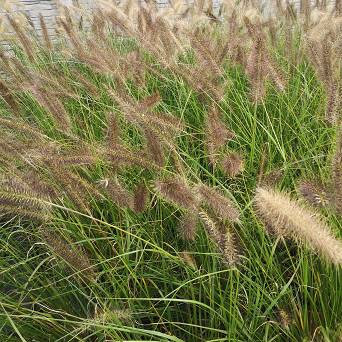 Pennisetum alopecuroides 'National Arboretum' - Rozplenica japońska