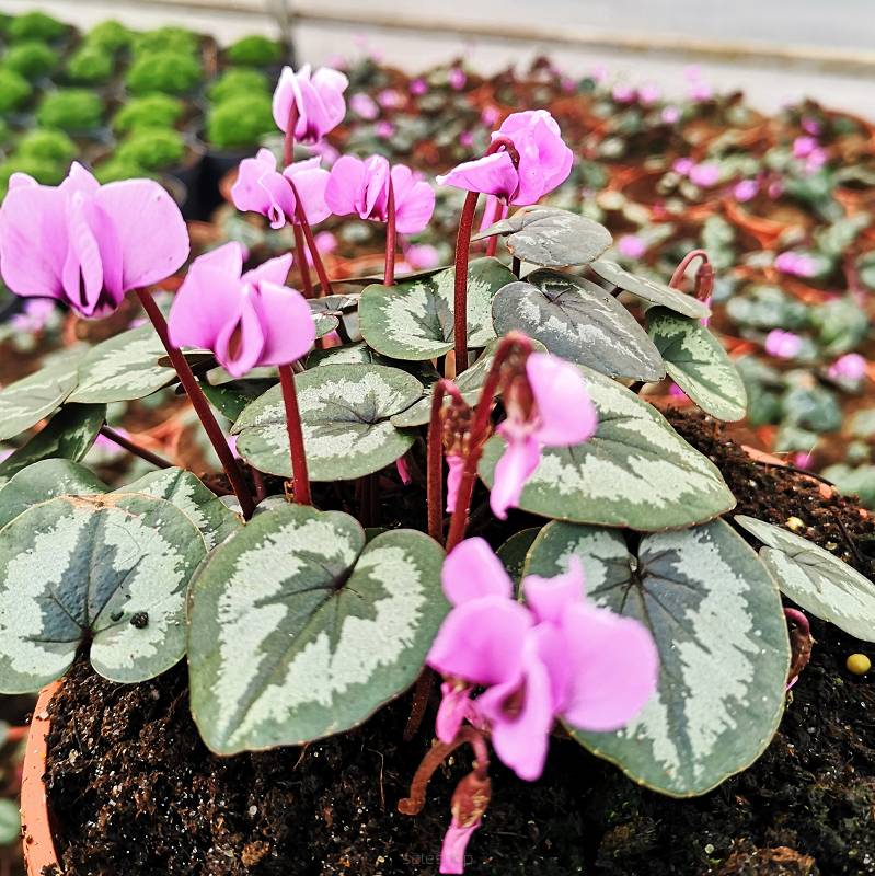 Cyclamen coum 'Pink' - Cyklamen dyskowaty