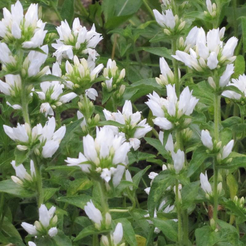 Campanula glomerata 'Alba' - Dzwonek skupiony