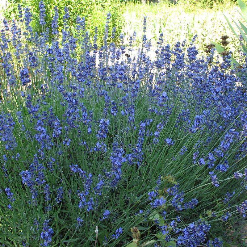 Lavandula angustifolia 'Hidcote' - Lawenda wąskolistna C2L