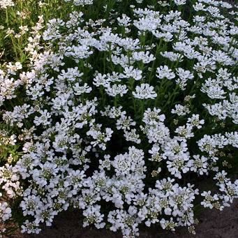 Iberis sempervirens 'Whistler White' - Ubiorek wieczniezielony