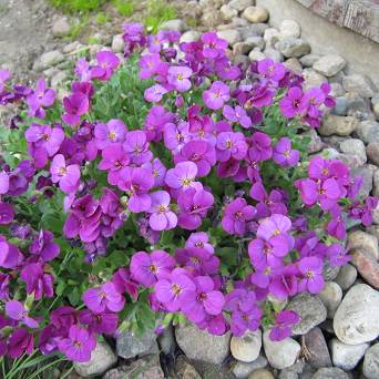 Aubrieta hybrida 'Axcent Deep Purple' - Żagwin ogrodowy