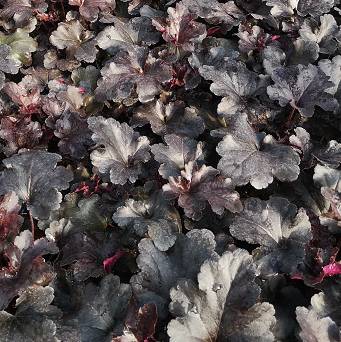 Heuchera  x hybrida 'Black Pearl'- Żurawka ogrodowa