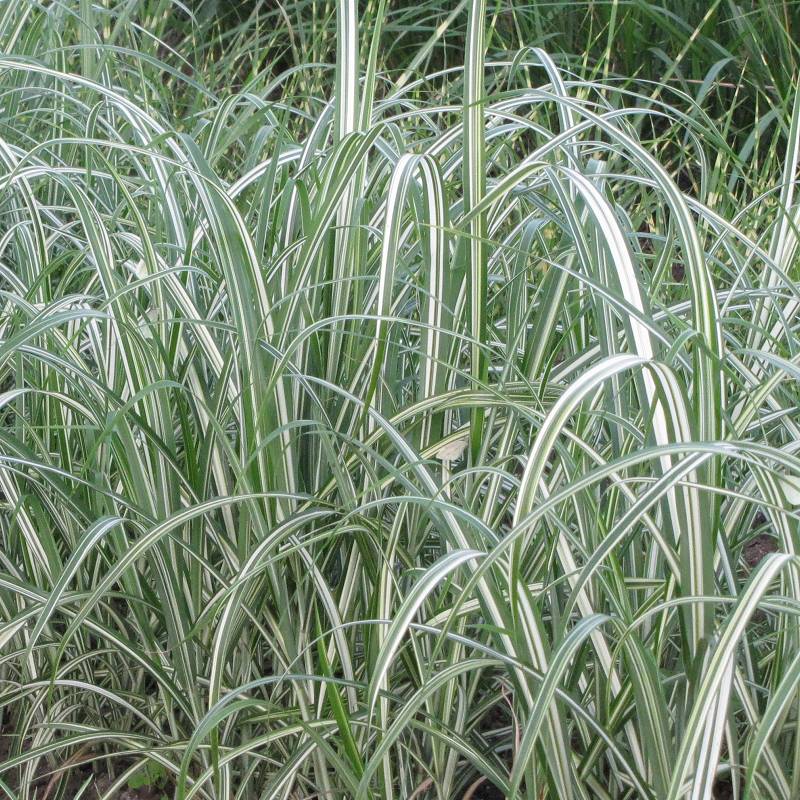 Miscanthus sinensis 'Cabaret' - Miskant chiński