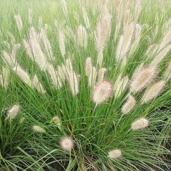 Pennisetum alopecuroides 'Magic' - Rozplenica japońska