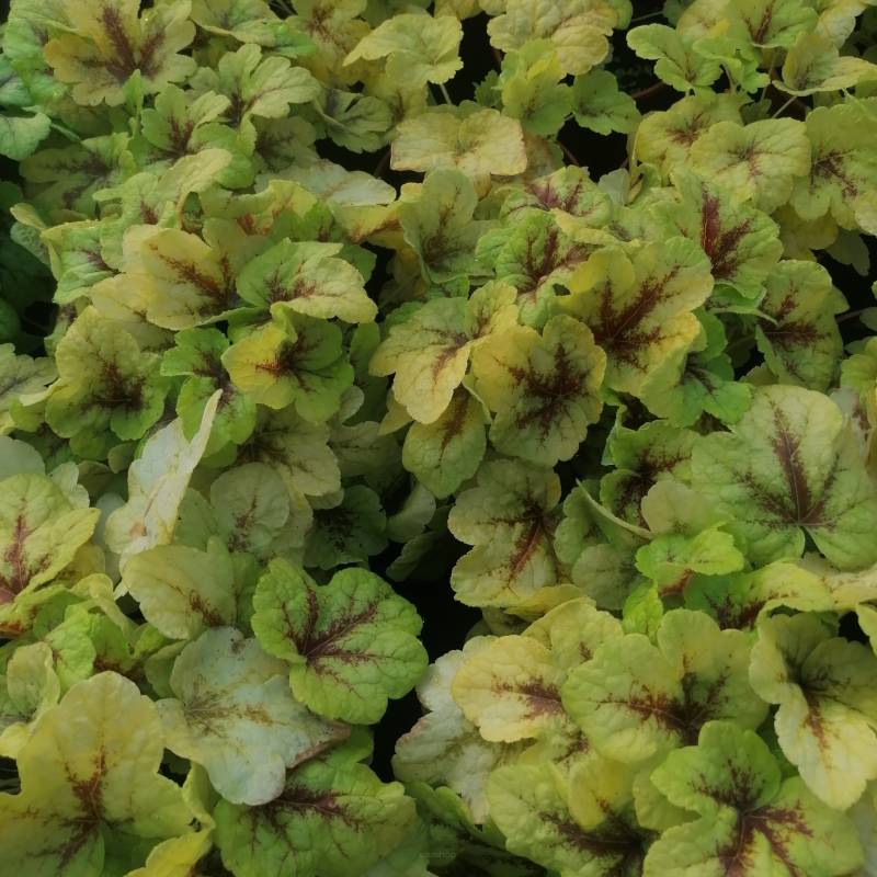 Heucherella 'Stoplight' - Żuraweczka