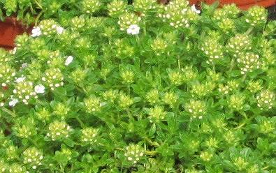 Thymus praecox 'Albiflorus' - Macierzanka wczesna