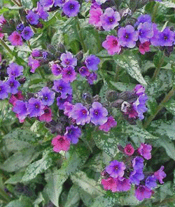 Pulmonaria x hybrida 'Silver Bouquet' - Miodunka