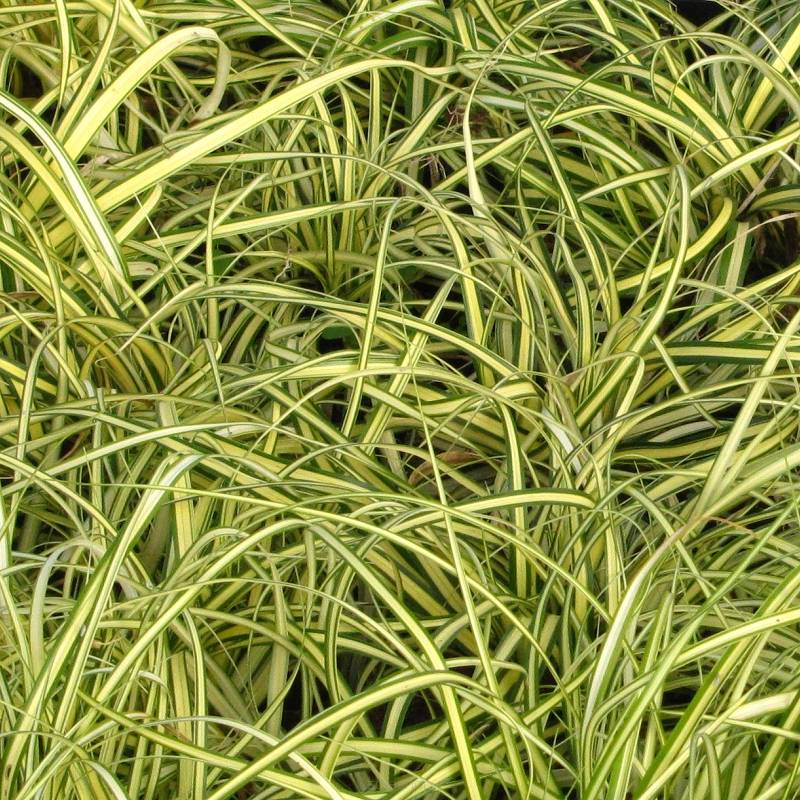 Carex hachijoensis (oshimensis) 'Evergold' - Turzyca oszimska
