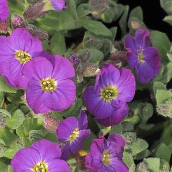 Aubrieta hybrida 'Axcent Violet with Eye' - Żagwin ogrodowy