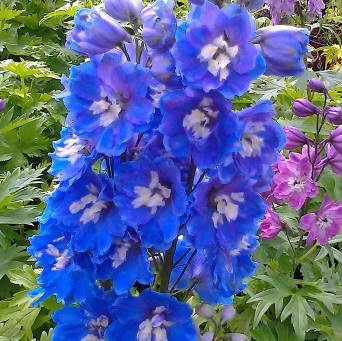 Delphinium cultorum 'Pacific  Giant Blue Bird' - Ostróżka ogrodowa 