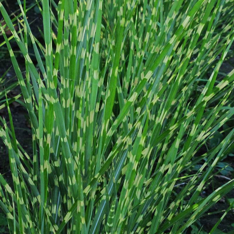 Miscanthus sinensis 'Strictus' - Miskant paskowany