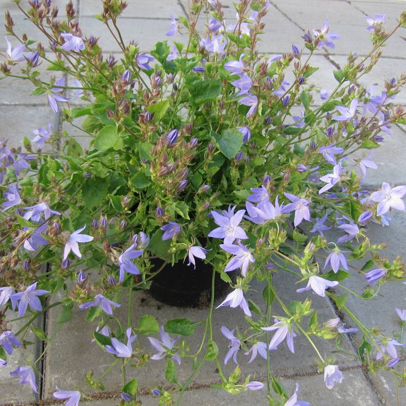 Campanula poscharskyana 'Blue' - Dzwonek poszarskiego